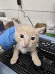 Shelter Stray Male Cat last seen Near 80th, Oakland, CA, 1101 29th Ave, Oakland, CA 94601, USA