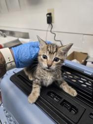 Shelter Stray Female Cat last seen Near 80th, Oakland, CA, 1101 29th Ave, Oakland, CA 94601, USA