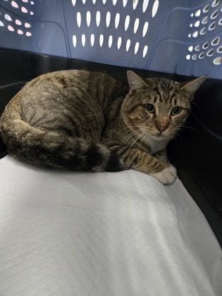 Shelter Stray Male Cat last seen , , CA, 1101 29th Ave, Oakland, CA 94601, USA