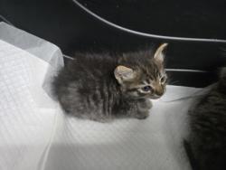 Shelter Stray Male Cat last seen E14th Street, Oakland, CA, 1101 29th Ave, Oakland, CA 94601, USA