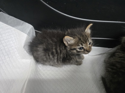 Shelter Stray Male Cat last seen E14th Street, Oakland, CA, 1101 29th Ave, Oakland, CA 94601, USA