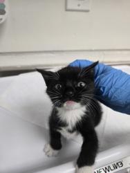 Shelter Stray Male Cat last seen Near 19th Ave, Oakland, CA, 1101 29th Ave, Oakland, CA 94601, USA