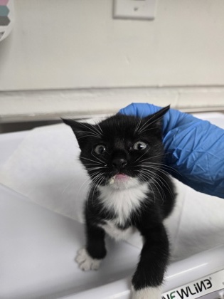 Shelter Stray Male Cat last seen Near 19th Ave, Oakland, CA, 1101 29th Ave, Oakland, CA 94601, USA