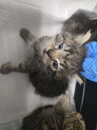 Shelter Stray Female Cat last seen E14th Street, Oakland, CA, 1101 29th Ave, Oakland, CA 94601, USA