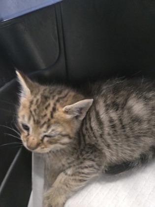 Shelter Stray Male Cat last seen E14th Street, Oakland, CA, 1101 29th Ave, Oakland, CA 94601, USA