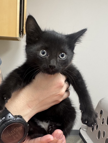 Shelter Stray Male Cat last seen Near FOODLINK ST, City of Sacramento, CA, 6201 Florin Perkins Rd, Sacramento, CA 95828, USA