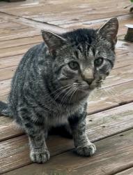 Shelter Stray Male Cat last seen Near Nira Lane,, Madison 12, City of, WI, 5132 Voges Rd, Madison, WI 53718, USA