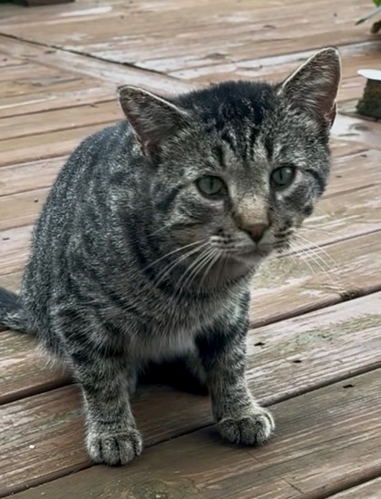 Shelter Stray Male Cat last seen Near Nira Lane,, Madison 12, City of, WI, 5132 Voges Rd, Madison, WI 53718, USA