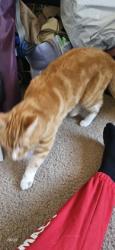 Shelter Stray Male Cat last seen Near Moorland Rd, Madison 10, City of, WI, 5132 Voges Rd, Madison, WI 53718, USA