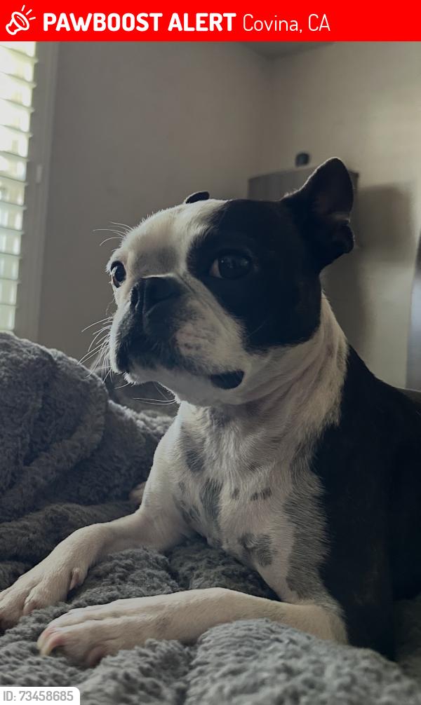 Lost Female Dog last seen Coney / Cypress, Covina, CA 91722