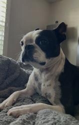Lost Female Dog last seen Coney / Cypress, Covina, CA 91722
