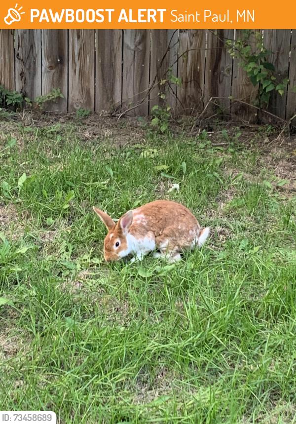 Found/Stray Unknown Rabbit last seen Near hyacinth Ave east, outside in the grass on the boulevard., Saint Paul, MN 55106