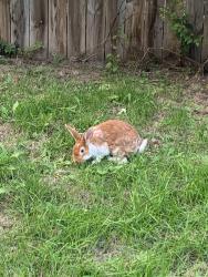 Found/Stray Unknown Rabbit last seen Near hyacinth Ave east, outside in the grass on the boulevard., Saint Paul, MN 55106