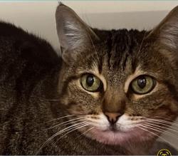 Reunited Male Cat last seen Dawes/Cass Street, San Diego, CA 92109