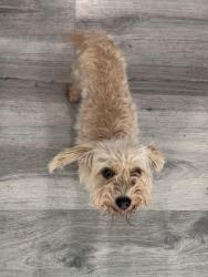 Found/Stray Female Dog last seen Near E Palmdale Blvd Palmdale, Palmdale, CA 93552