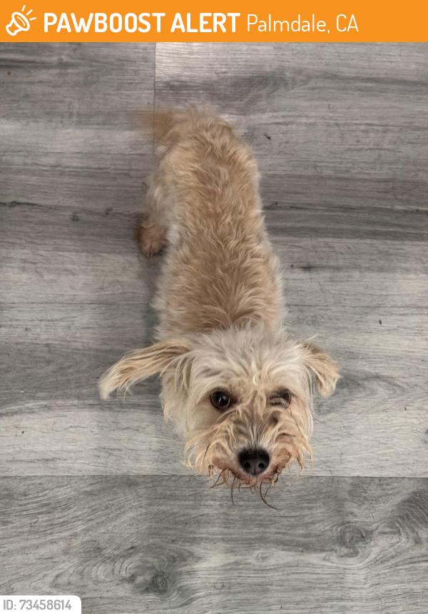 Found/Stray Female Dog last seen Near E Palmdale Blvd Palmdale, Palmdale, CA 93552