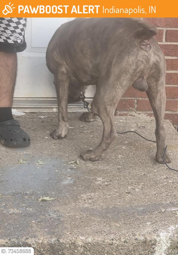 Found/Stray Male Dog last seen Michigan and Belmont, Indianapolis, IN 46222