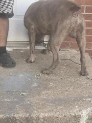 Found/Stray Male Dog last seen Michigan and Belmont, Indianapolis, IN 46222