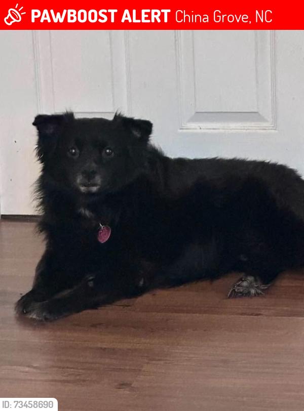 Lost Male Dog last seen Na, China Grove, NC 28023