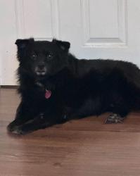 Lost Male Dog last seen Na, China Grove, NC 28023