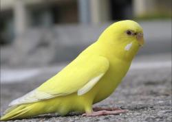 Found/Stray Unknown Bird last seen Wick field, Milwaukee, WI 53208