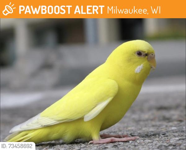 Found/Stray Unknown Bird last seen Wick field, Milwaukee, WI 53208