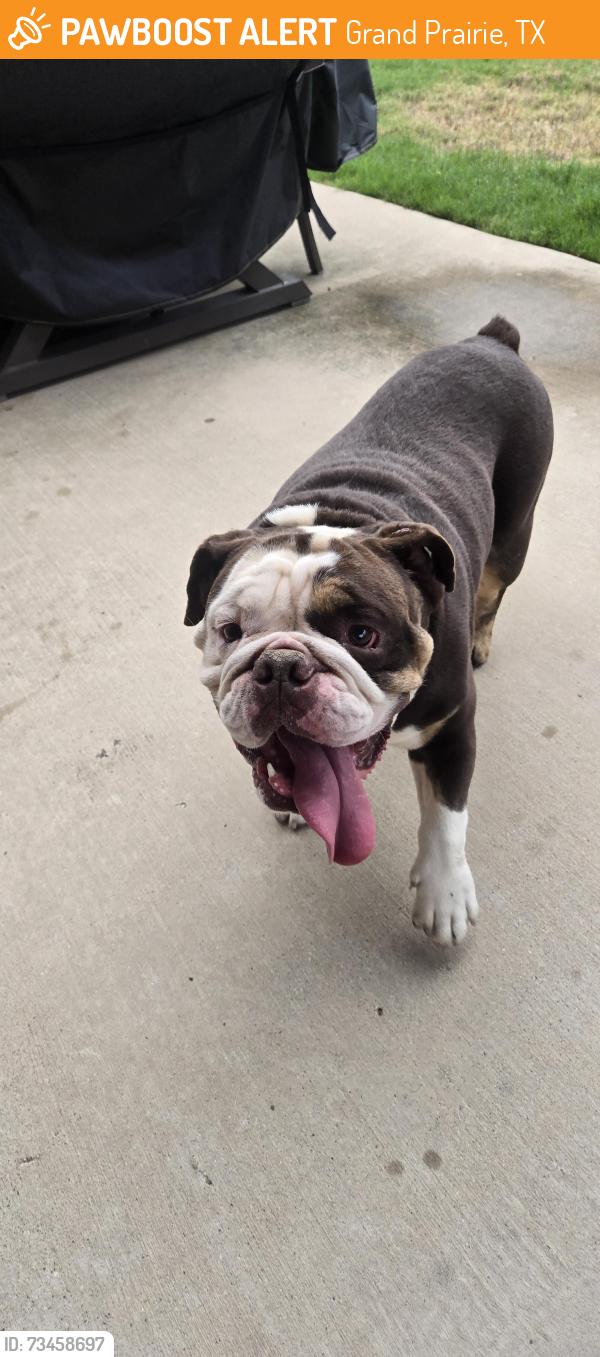 Found/Stray Male Dog last seen Seeton and Waterpoint, Grand Prairie, TX 75054