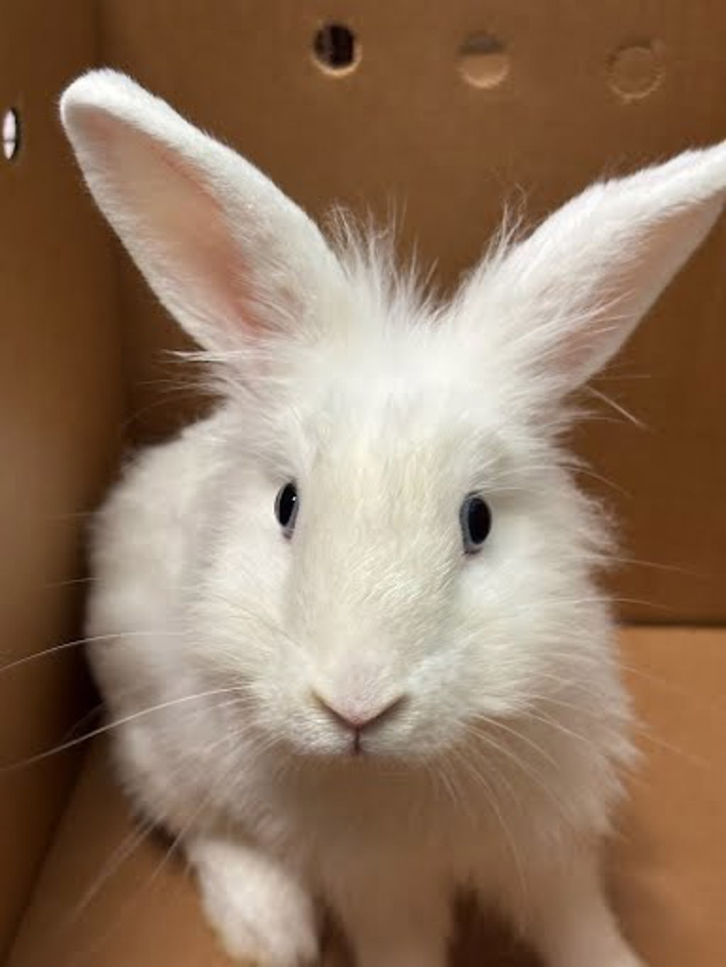 Shelter Stray Female Rabbit last seen Bonnie Brae Street, AUSTIN, TX, 78753, 7201 Levander Loop bldg a, Austin, TX 78702, USA