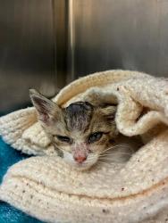 Shelter Stray Female Cat last seen Allen Street, AUSTIN, TX, 78702, 7201 Levander Loop bldg a, Austin, TX 78702, USA