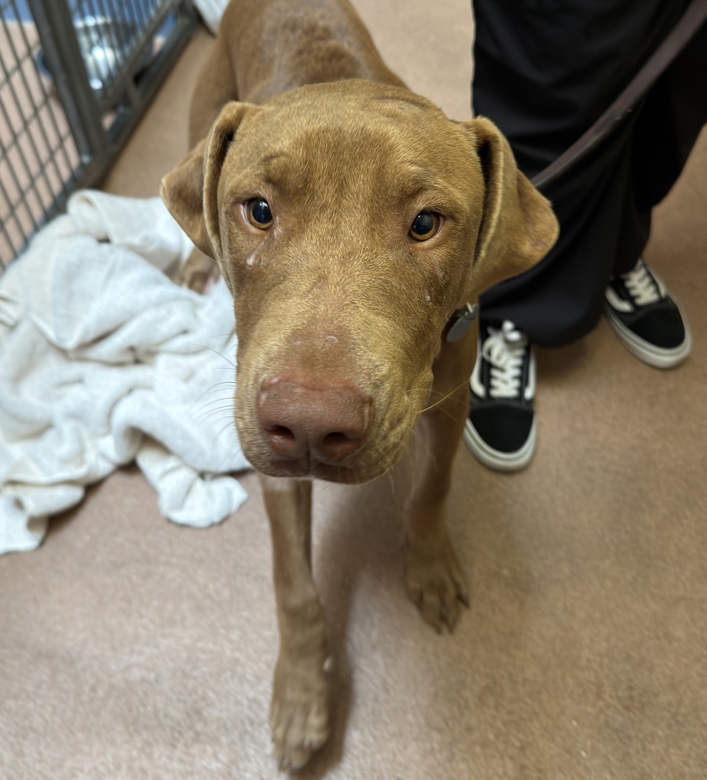 Shelter Stray Male Dog last seen Near Honeysuckle Lane, San Diego, CA, 92114, 5500 Gaines St, San Diego, CA 92110, USA