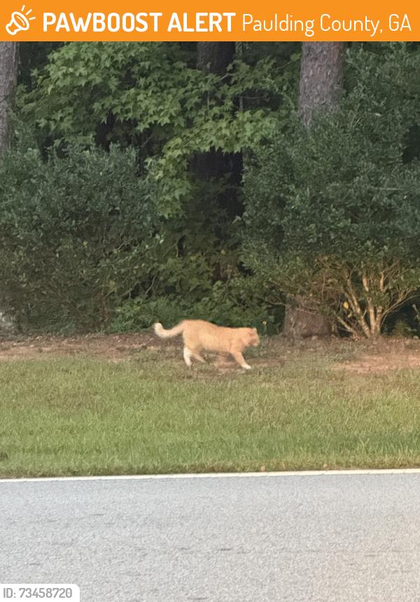 Found/Stray Unknown Cat last seen Birchfield way, Paulding County, GA 30132