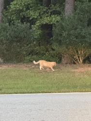 Found/Stray Unknown Cat last seen Birchfield way, Paulding County, GA 30132