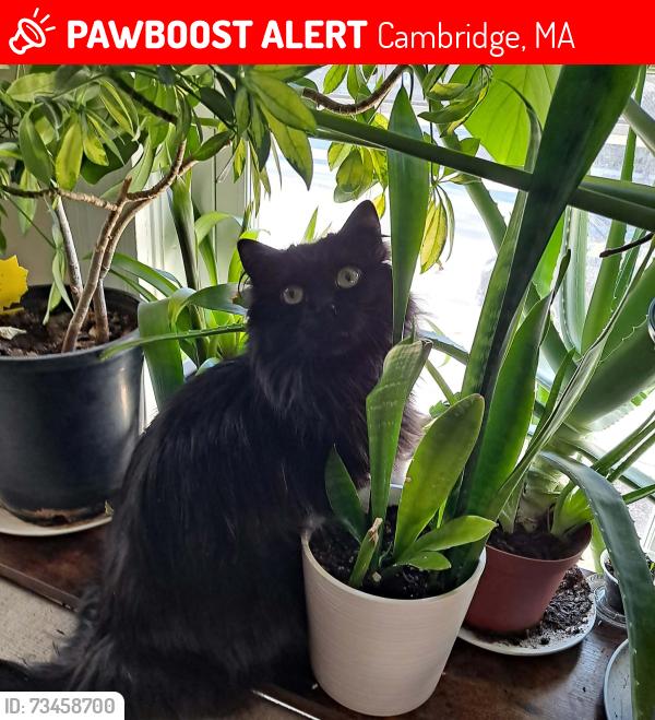 Lost Female Cat last seen Lexington, Cambridge, MA 02138