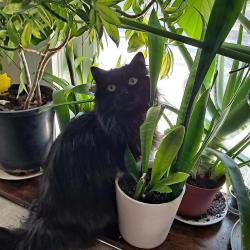 Lost Female Cat last seen Lexington, Cambridge, MA 02138