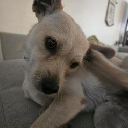 Lost Male Dog last seen He turned left and walked down the street, Tucson, AZ 85710