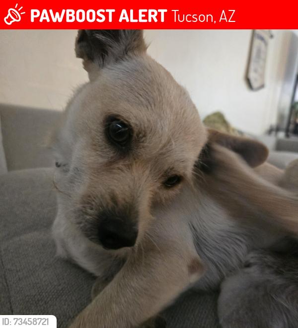 Lost Male Dog last seen He turned left and walked down the street, Tucson, AZ 85710