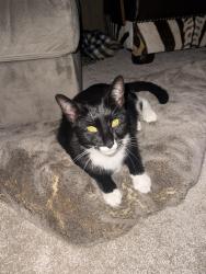 Reunited Male Cat last seen Brookdale retirement village, Charlotte, NC 28215