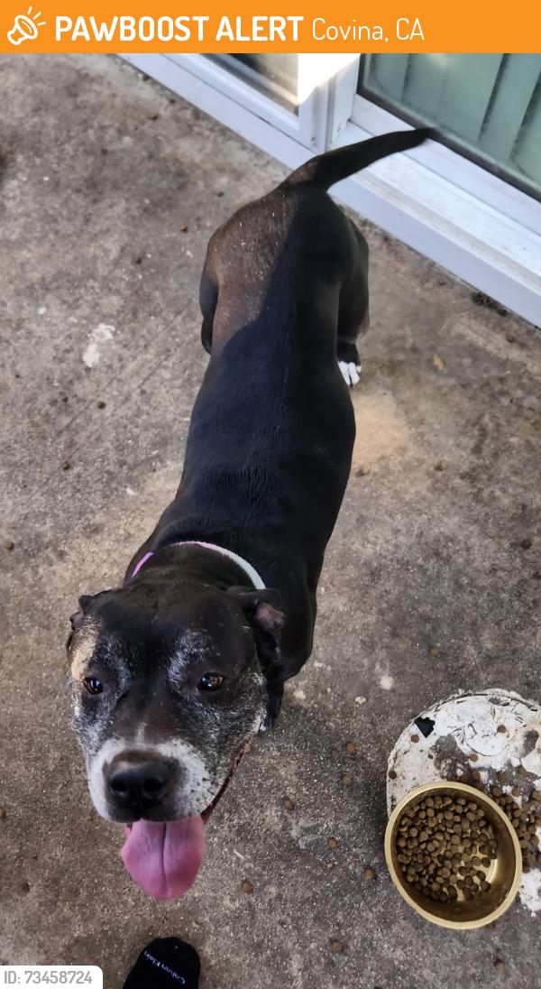 Found/Stray Female Dog last seen Badillo st and grand, Covina, CA 91723