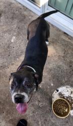 Found/Stray Female Dog last seen Badillo st and grand, Covina, CA 91723