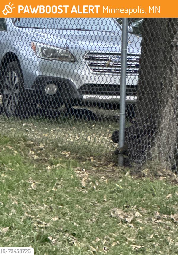 Found/Stray Female Cat last seen 31st and pleasant in the alley, Minneapolis, MN 55408
