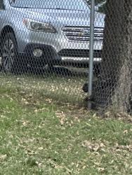 Found/Stray Female Cat last seen 31st and pleasant in the alley, Minneapolis, MN 55408
