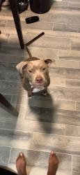 Reunited Female Dog last seen Priest & W Republic Near Lee College, Baytown, TX 77520
