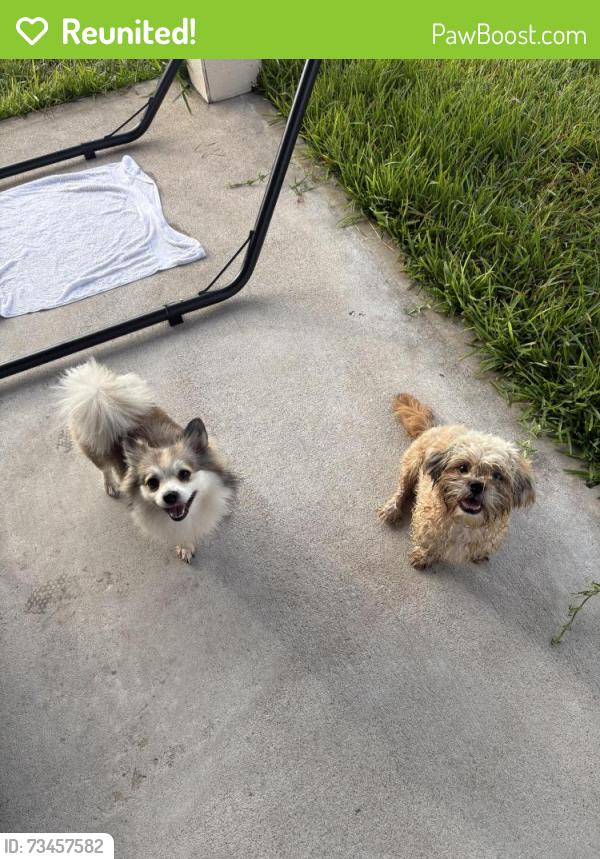 Reunited Unknown Dog last seen Golden Crest Dr, Iowa Colony, TX 77583