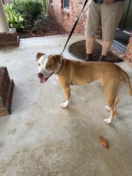 Reunited Female Dog last seen spanish trail/lynn ora drive/limestone, Pensacola, FL 32504