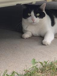 Lost Female Cat last seen Clyde Miller p-8, Aurora, CO 80011