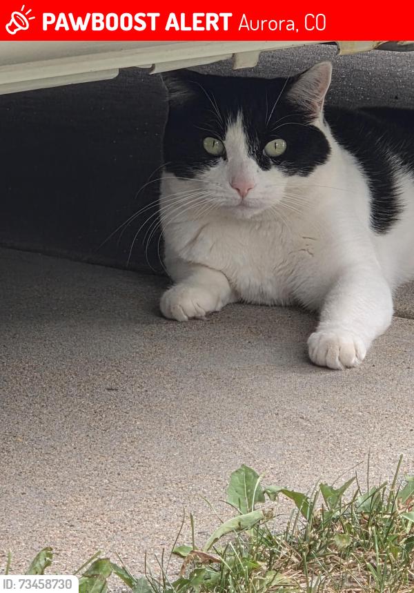Lost Female Cat last seen Clyde Miller p-8, Aurora, CO 80011