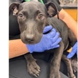 Shelter Stray Female Dog last seen , 3607 N Armenia Ave, Tampa, FL 33607, USA