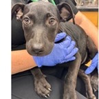 Shelter Stray Female Dog last seen , 3607 N Armenia Ave, Tampa, FL 33607, USA