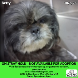 Shelter Stray Female Dog last seen , 3307 S Eisenhower Pkwy, Denison, TX 75020, USA