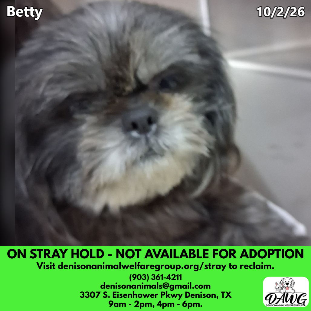 Shelter Stray Female Dog last seen , 3307 S Eisenhower Pkwy, Denison, TX 75020, USA